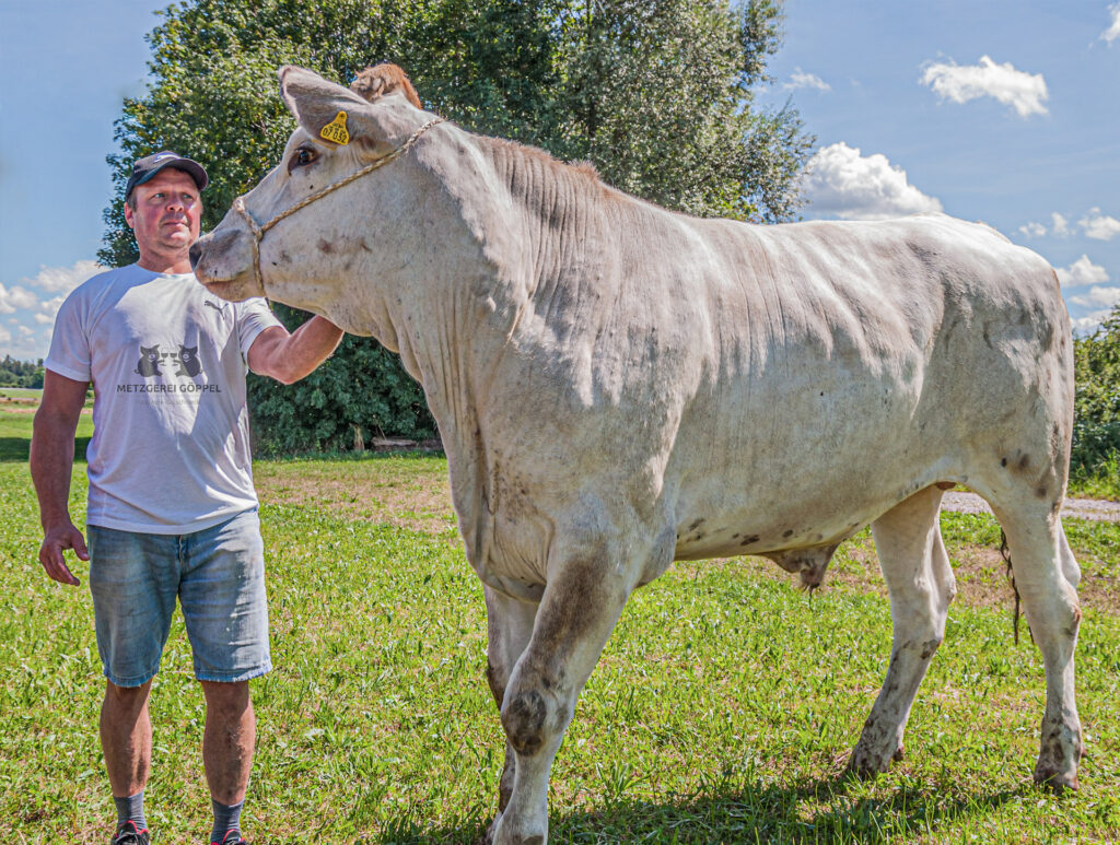 Chianina Ochse Die Metzgerei Göppel in Aitrang